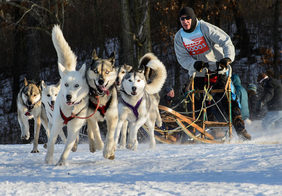 Dog-Sled-Loppet---Photo-by-Louis-Fine